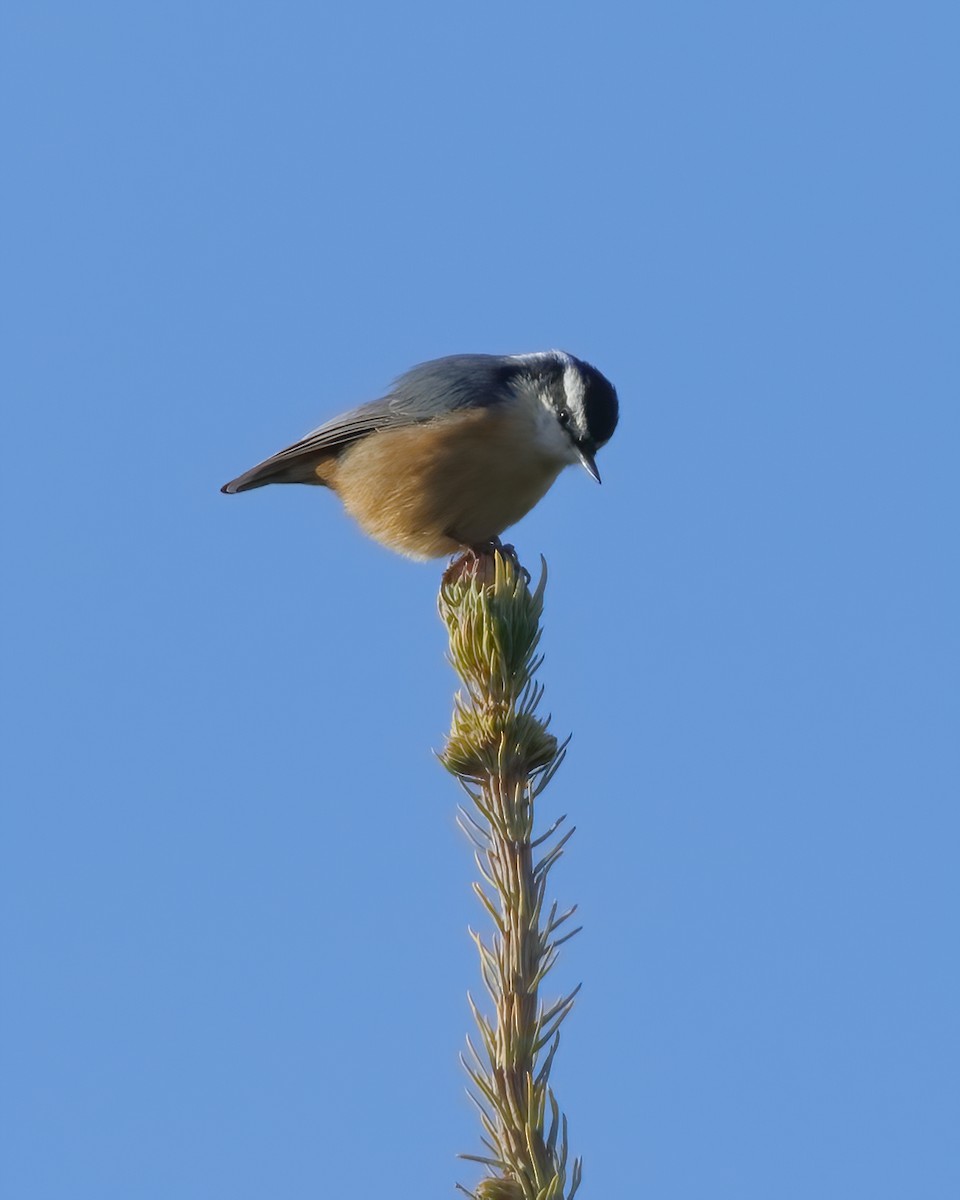 Red-breasted Nuthatch - ML499259371