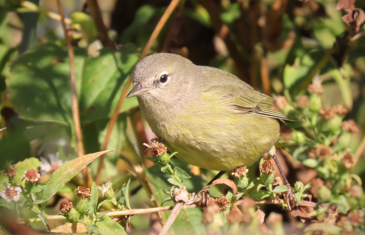 Orange-crowned Warbler - ML499260661