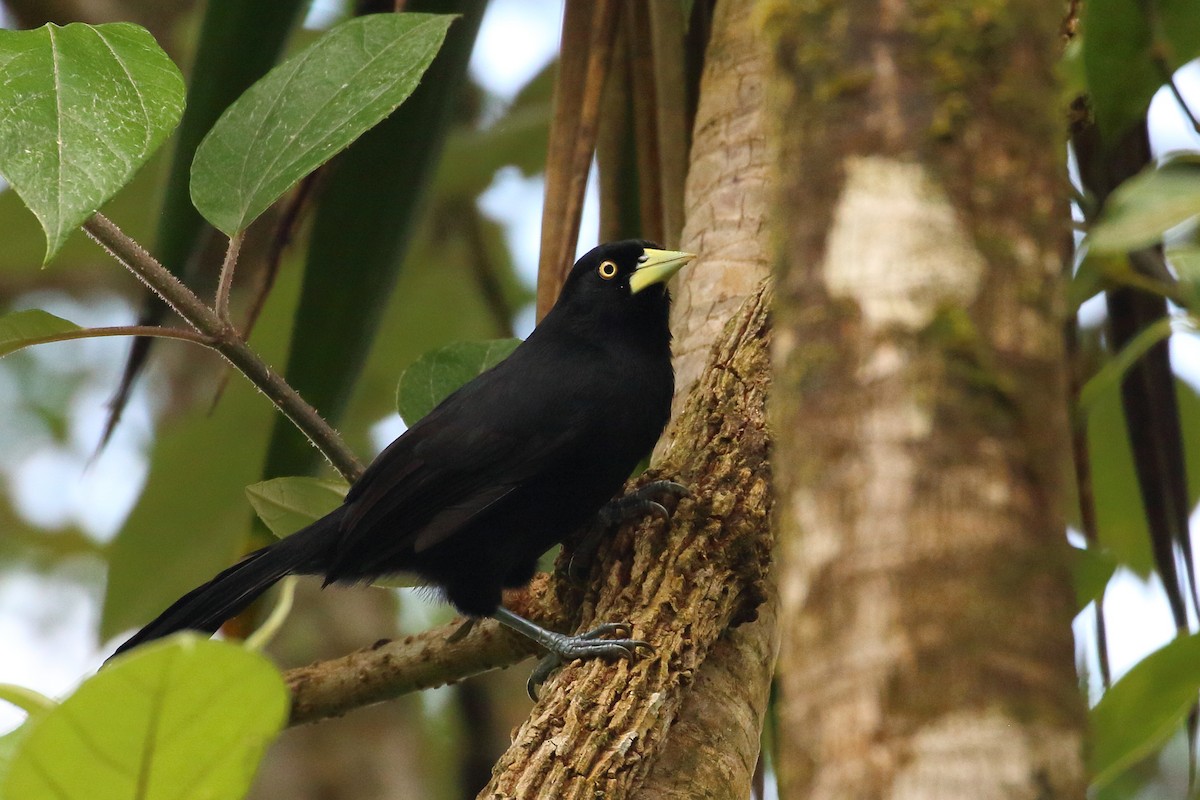 Yellow-billed Cacique - ML499261221