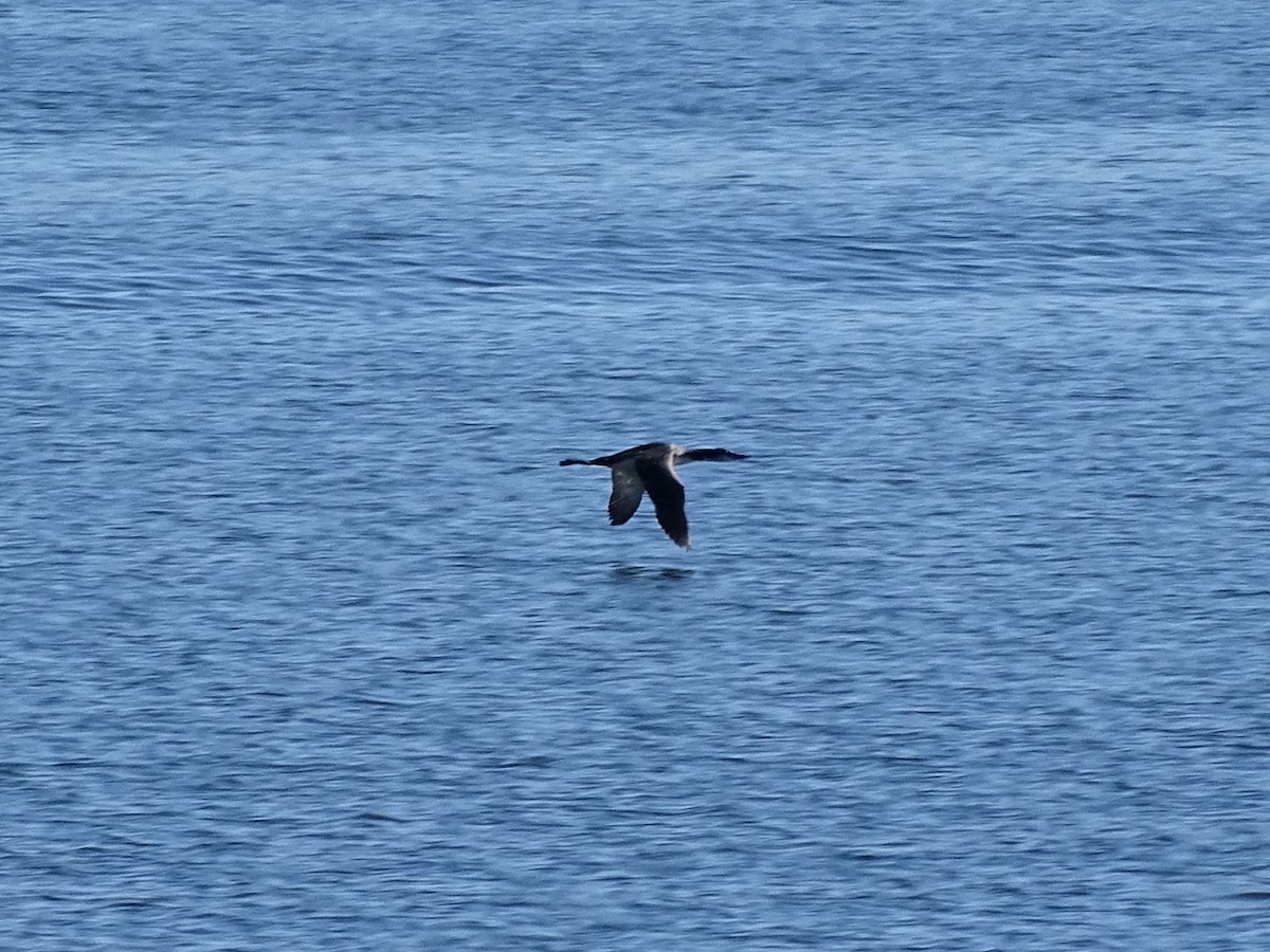 Common Loon - Rosie Howard