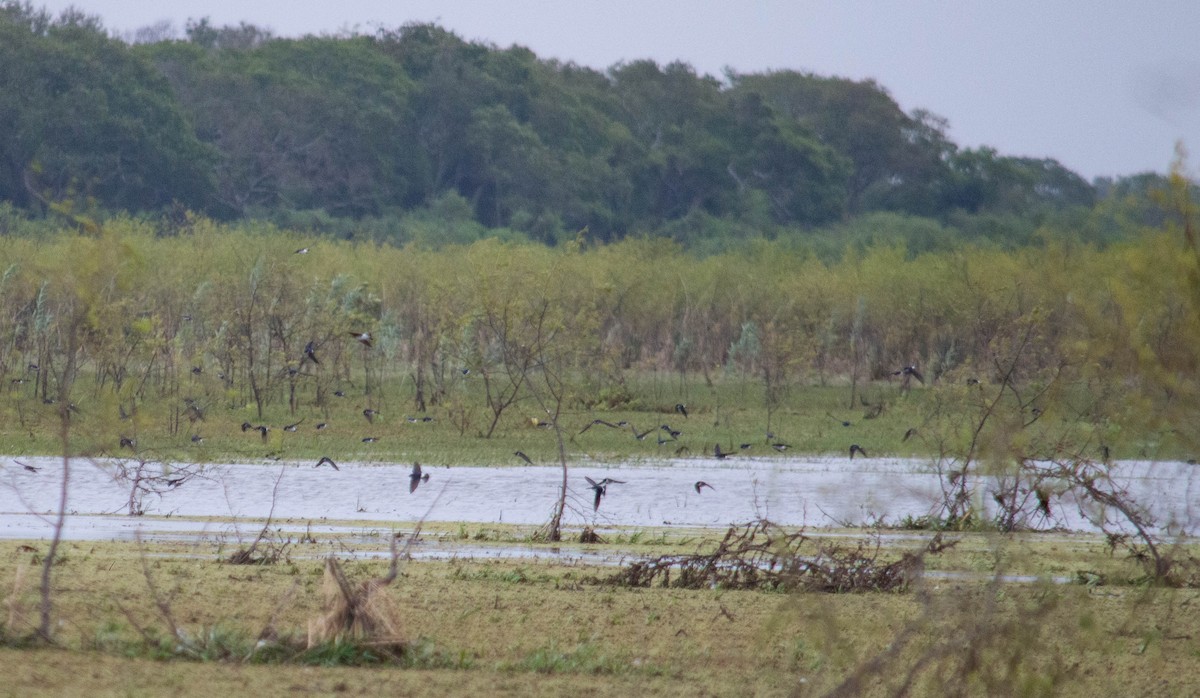 Chilean Swallow - ML499262691