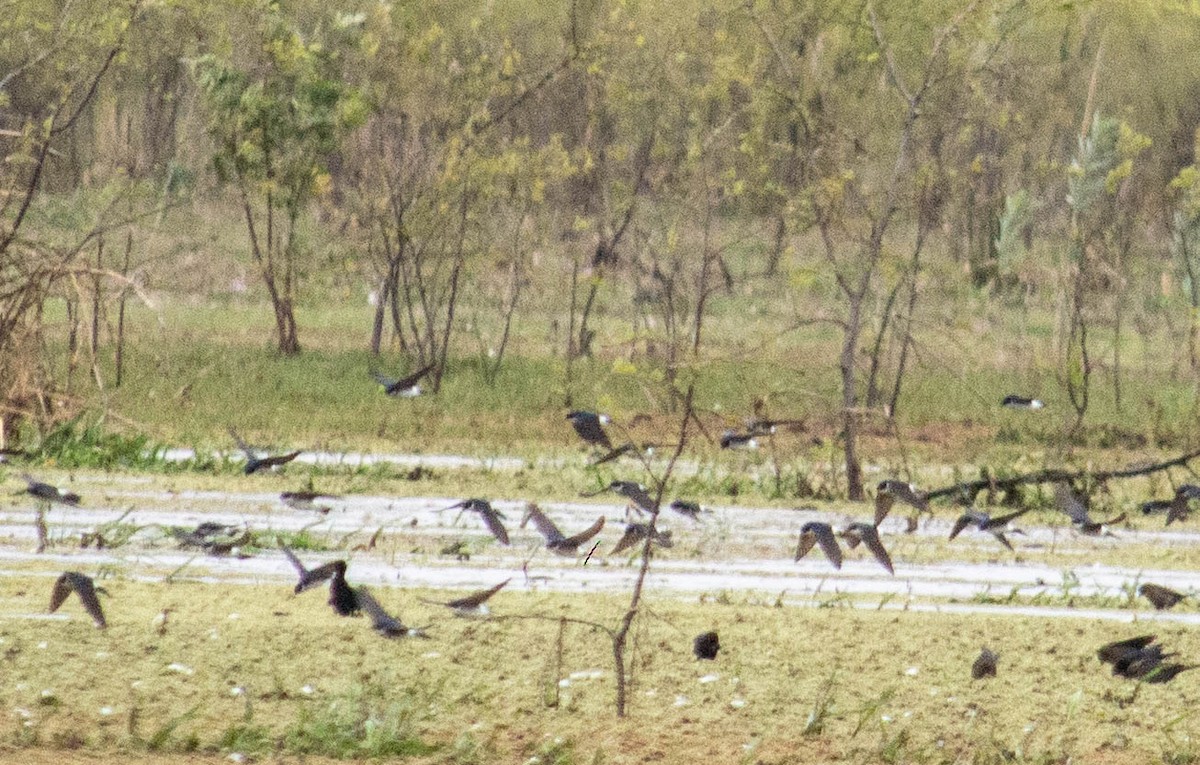 Chilean Swallow - ML499262711