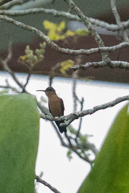 Cinnamon Hummingbird - ML499263821