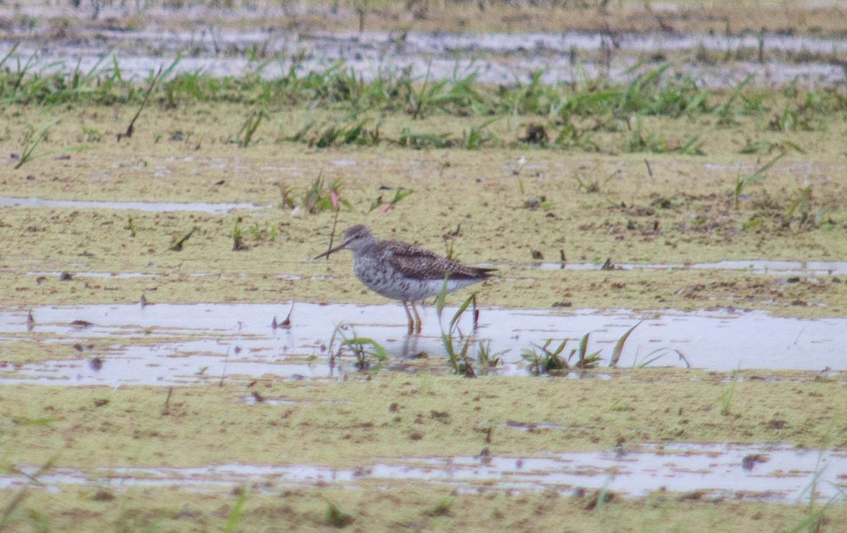 Greater Yellowlegs - Noe Got