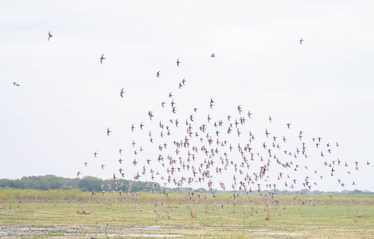 Pectoral Sandpiper - Noe Got