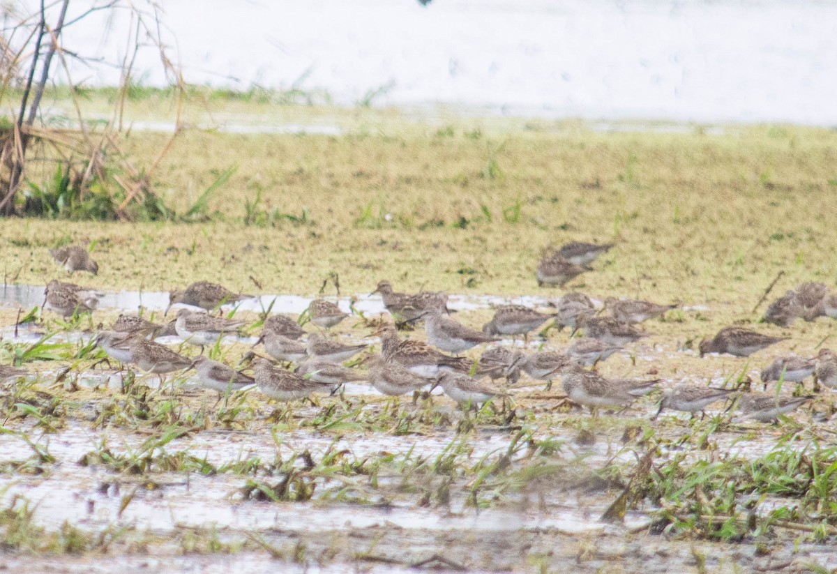 Graubrust-Strandläufer - ML499264291