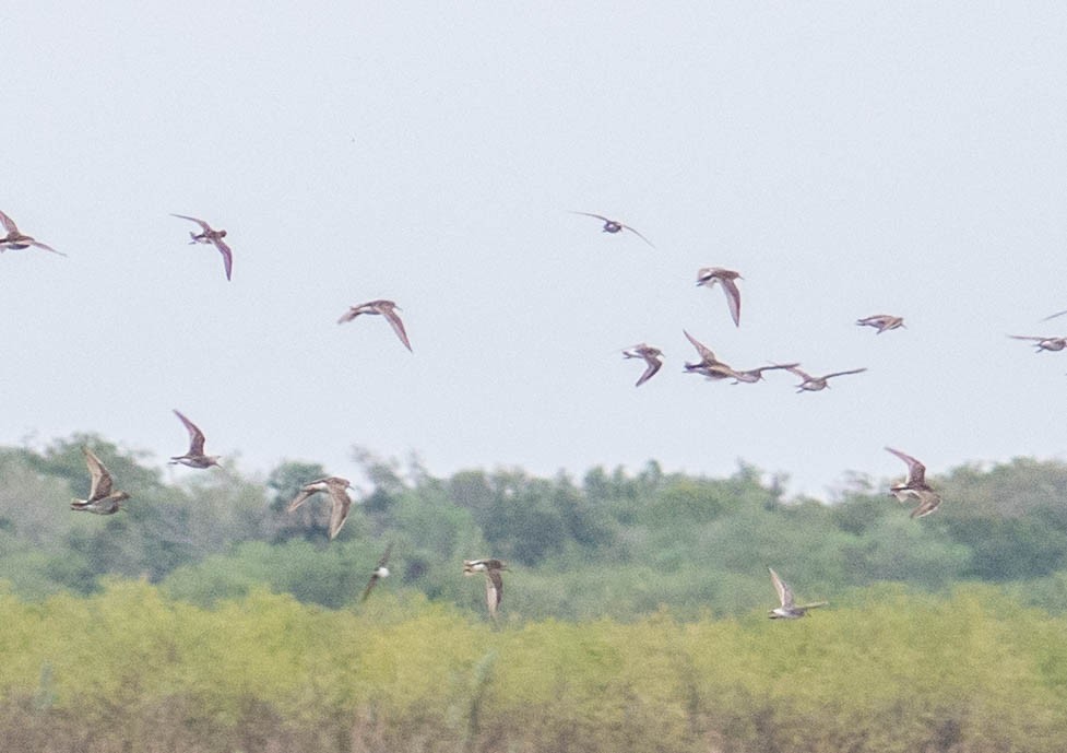 Pectoral Sandpiper - ML499264301