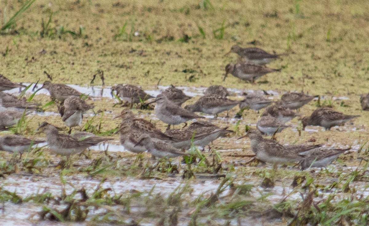 Pectoral Sandpiper - Noe Got