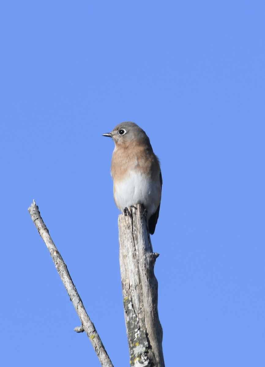 Eastern Bluebird - ML499264991