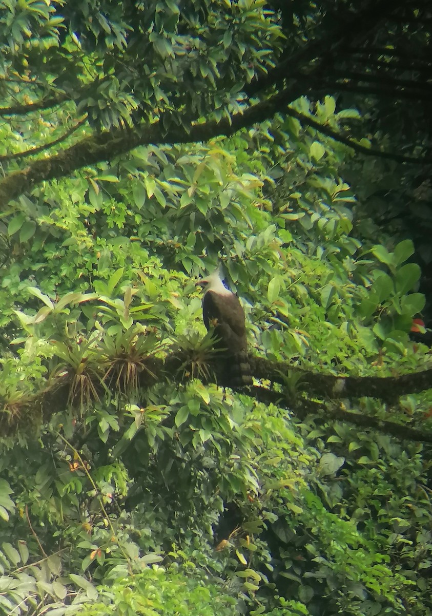 Ornate Hawk-Eagle - ML499265281