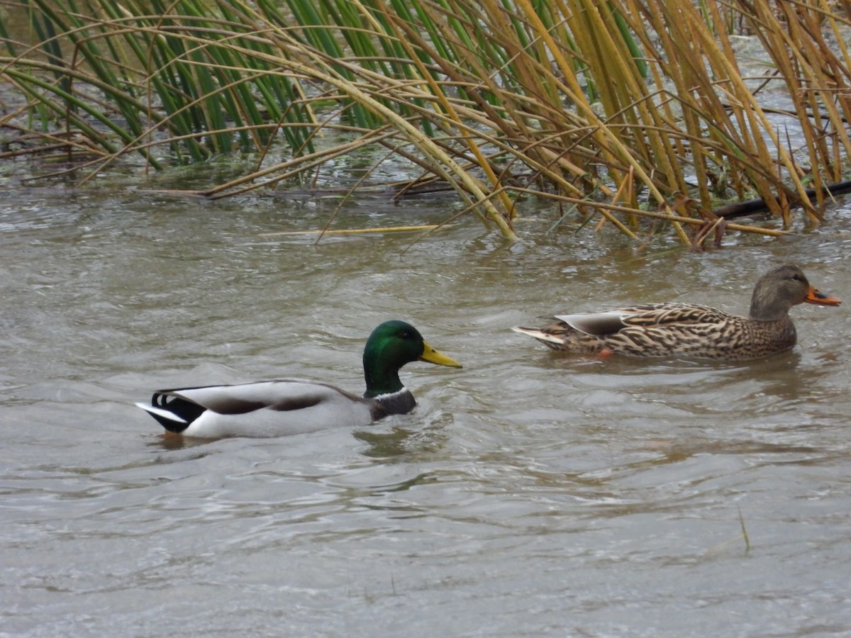 Mallard - Marcea Marine