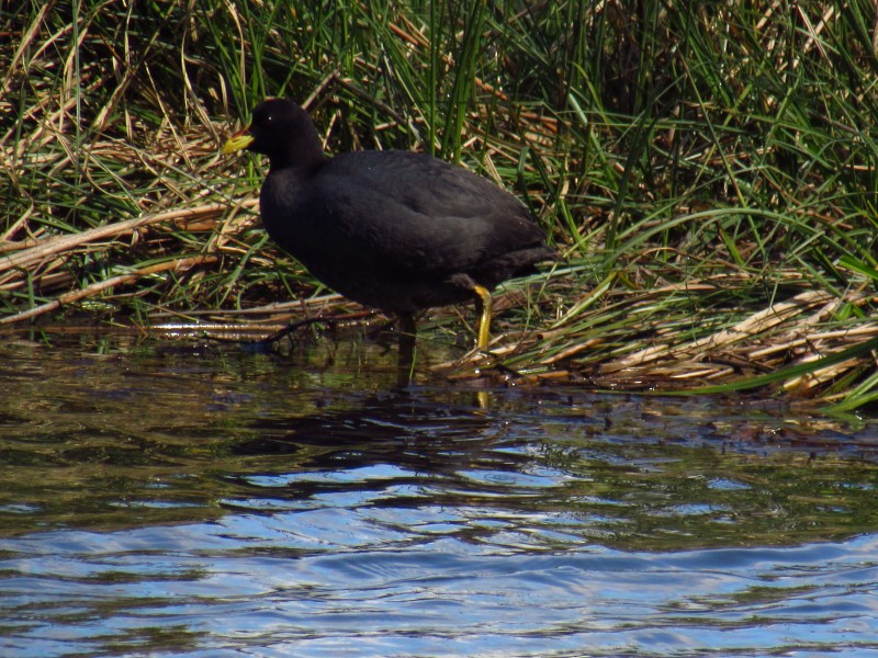 Red-gartered Coot - ML499270051