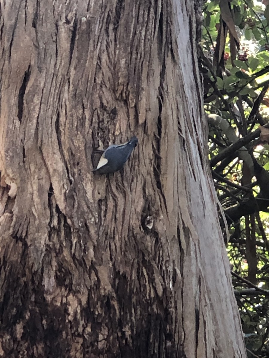 Sittelle pygmée - ML499270351