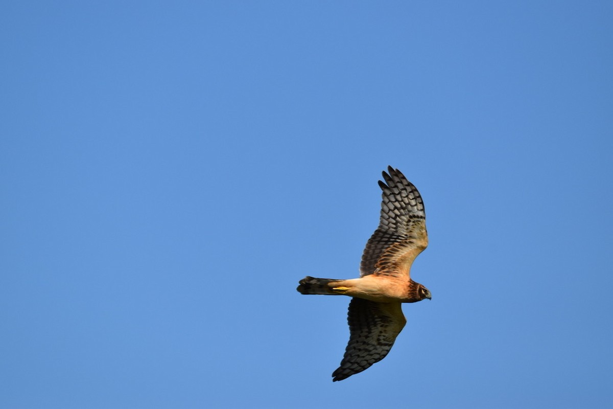 Northern Harrier - ML499270421