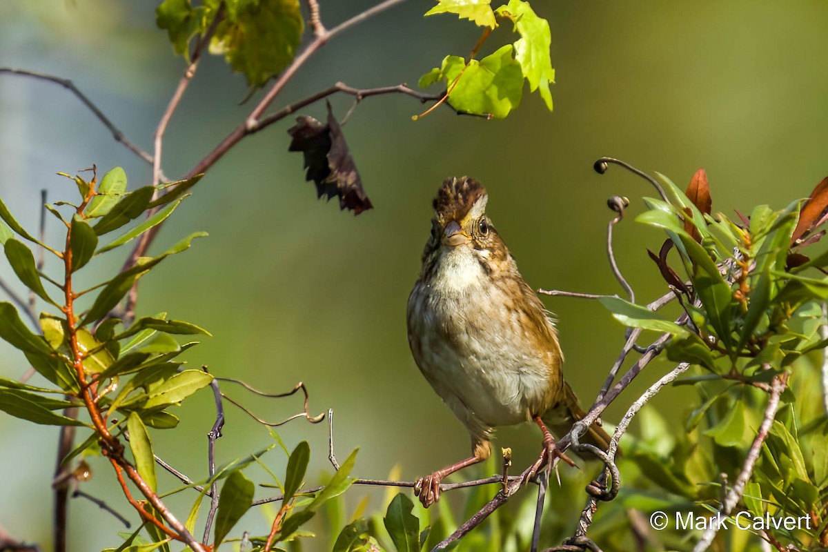 Swamp Sparrow - ML499270541