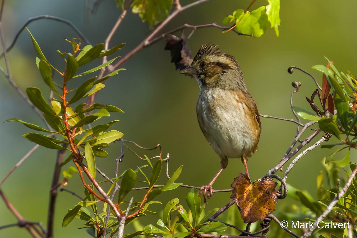 Swamp Sparrow - Mark Calvert