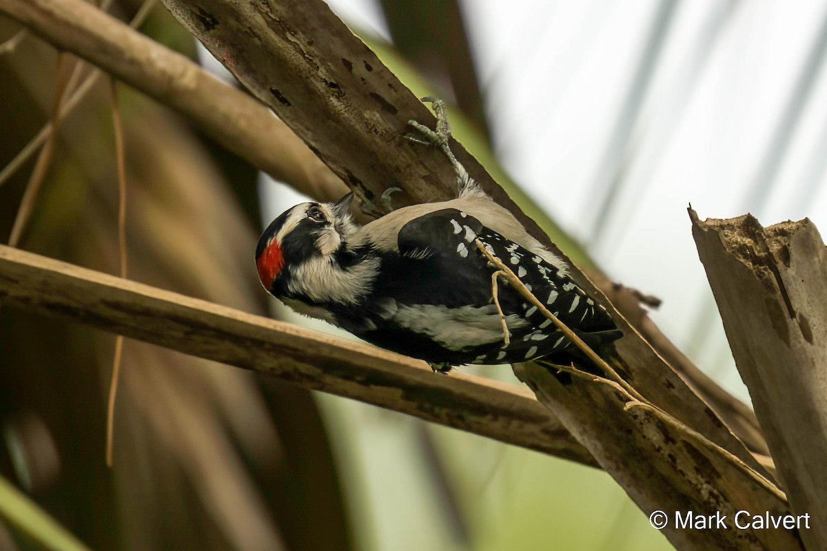 Downy Woodpecker - Mark Calvert