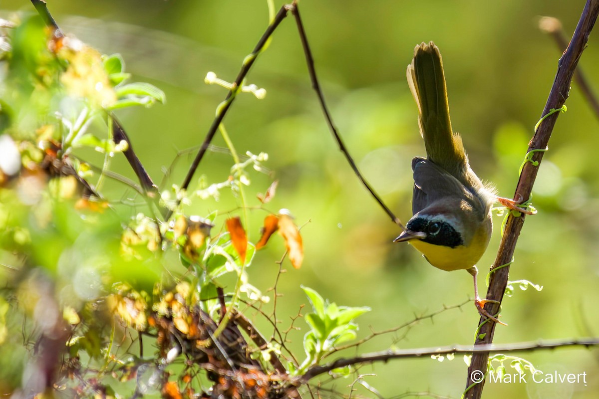 Common Yellowthroat - ML499271591