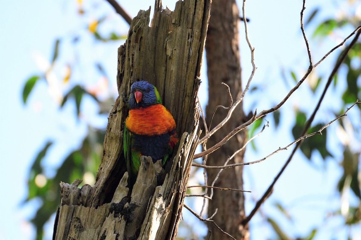 Rainbow Lorikeet - ML499271601
