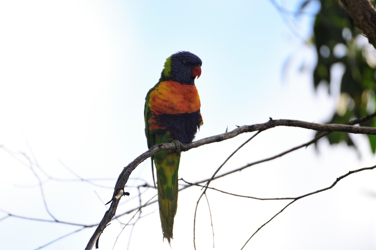 Rainbow Lorikeet - ML499271631