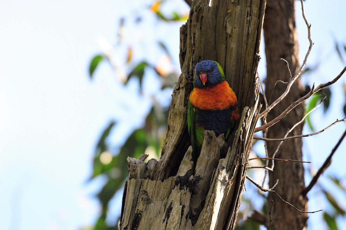 Rainbow Lorikeet - ML499271701