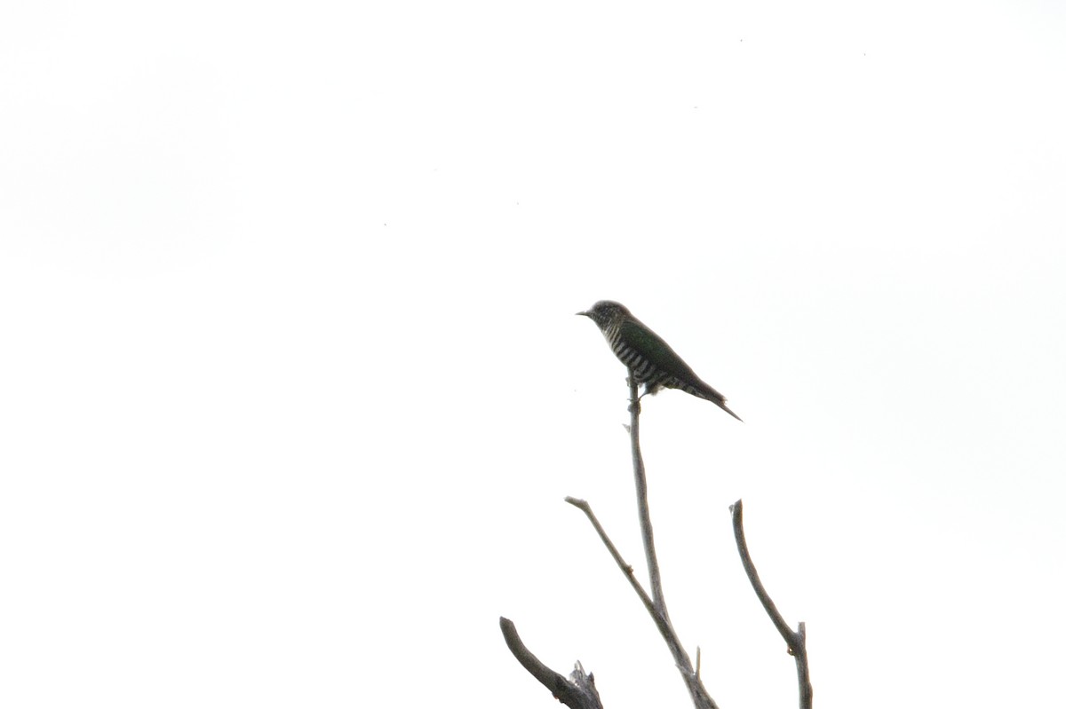 Shining Bronze-Cuckoo - ML499271841