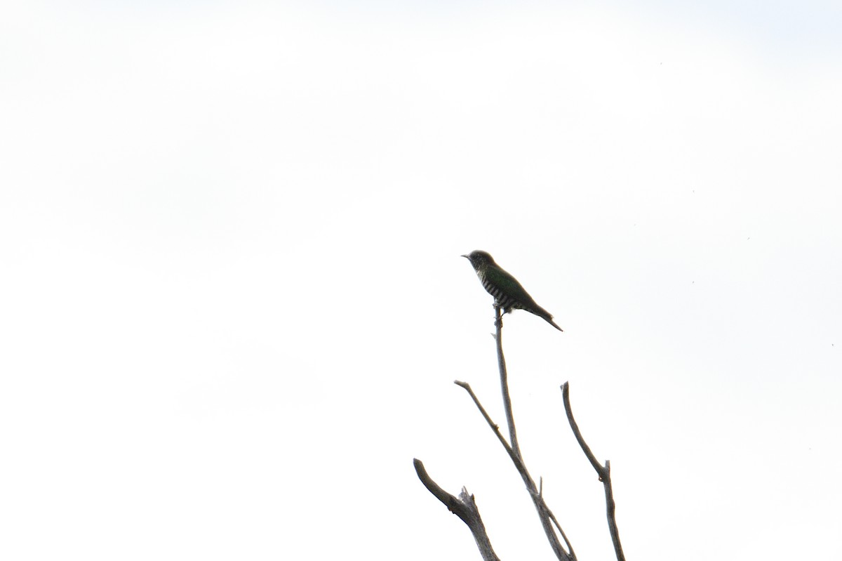 Shining Bronze-Cuckoo - ML499271891