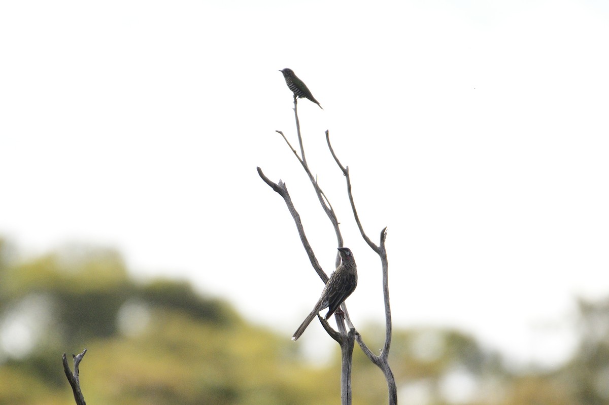 Red Wattlebird - ML499271961