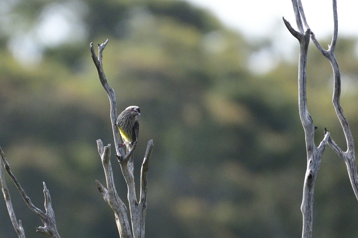 Red Wattlebird - ML499272001