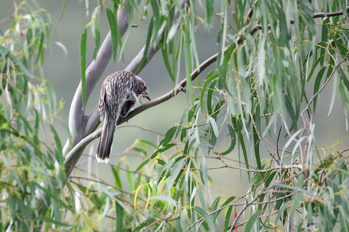 Red Wattlebird - ML499272071