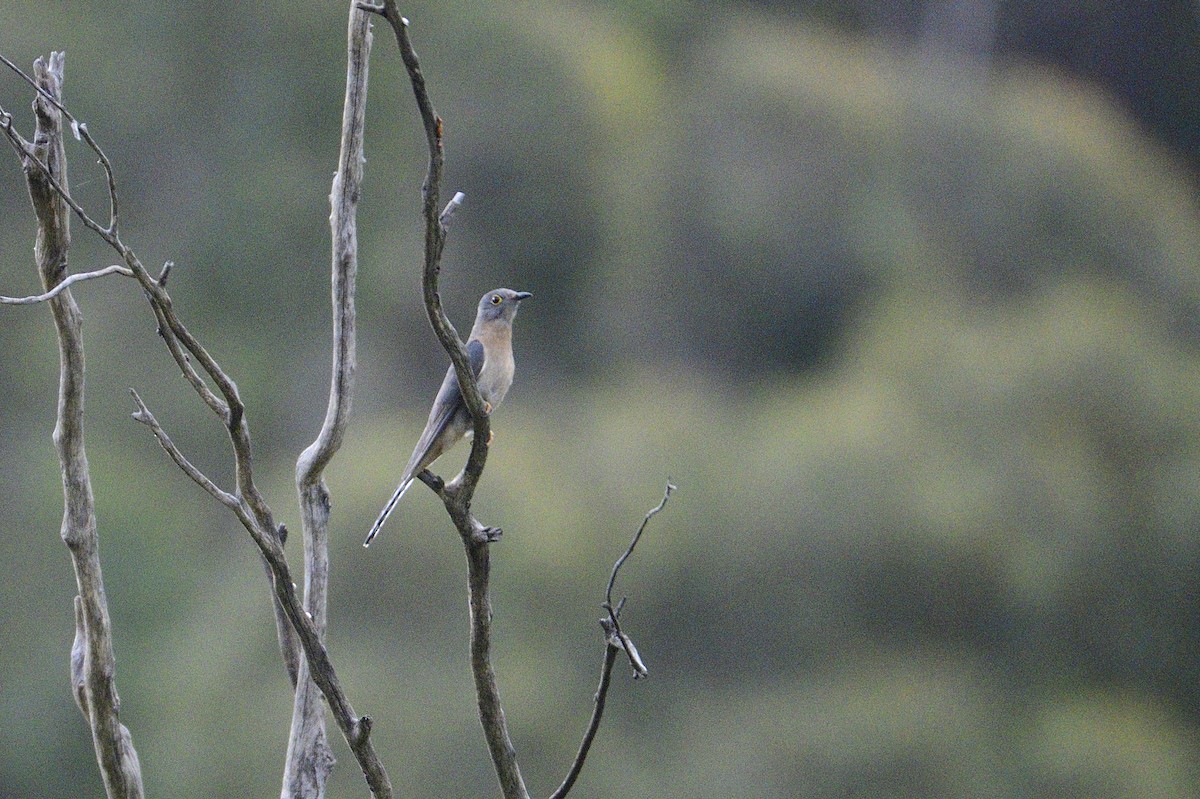 Fan-tailed Cuckoo - ML499272141