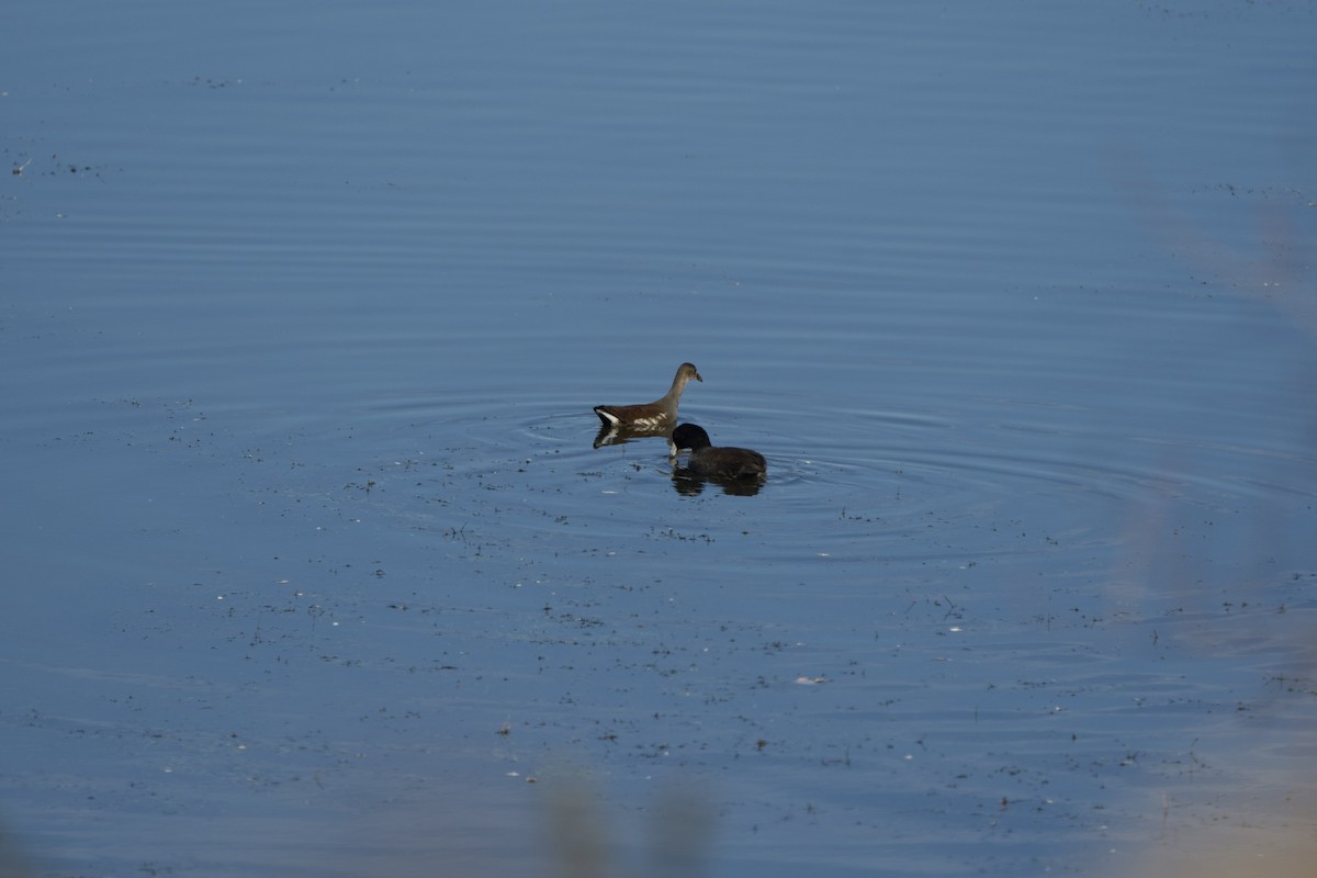 Common Gallinule - ML499272171