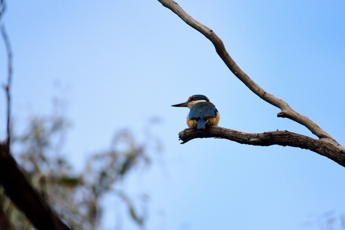 Sacred Kingfisher - ML499272261