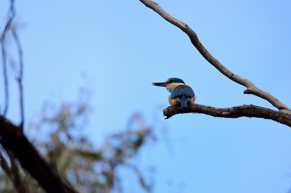 Sacred Kingfisher - ML499272311