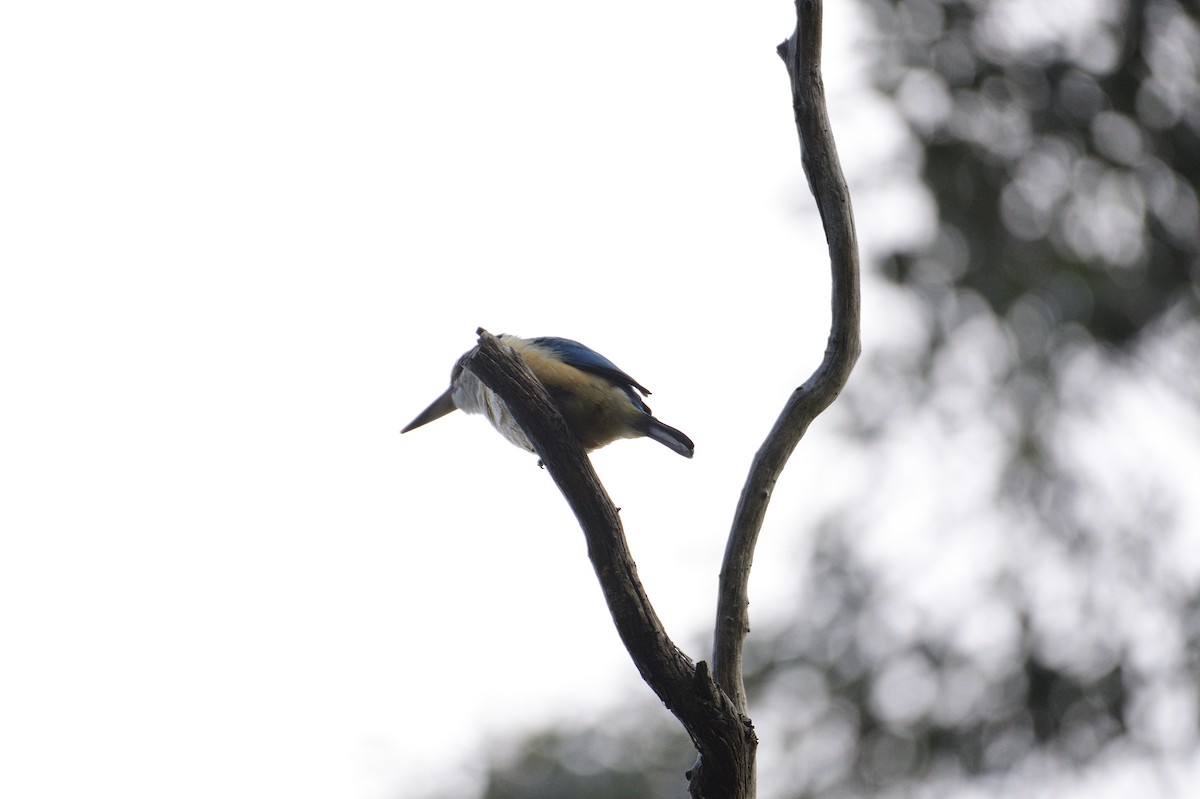 Sacred Kingfisher - ML499272381