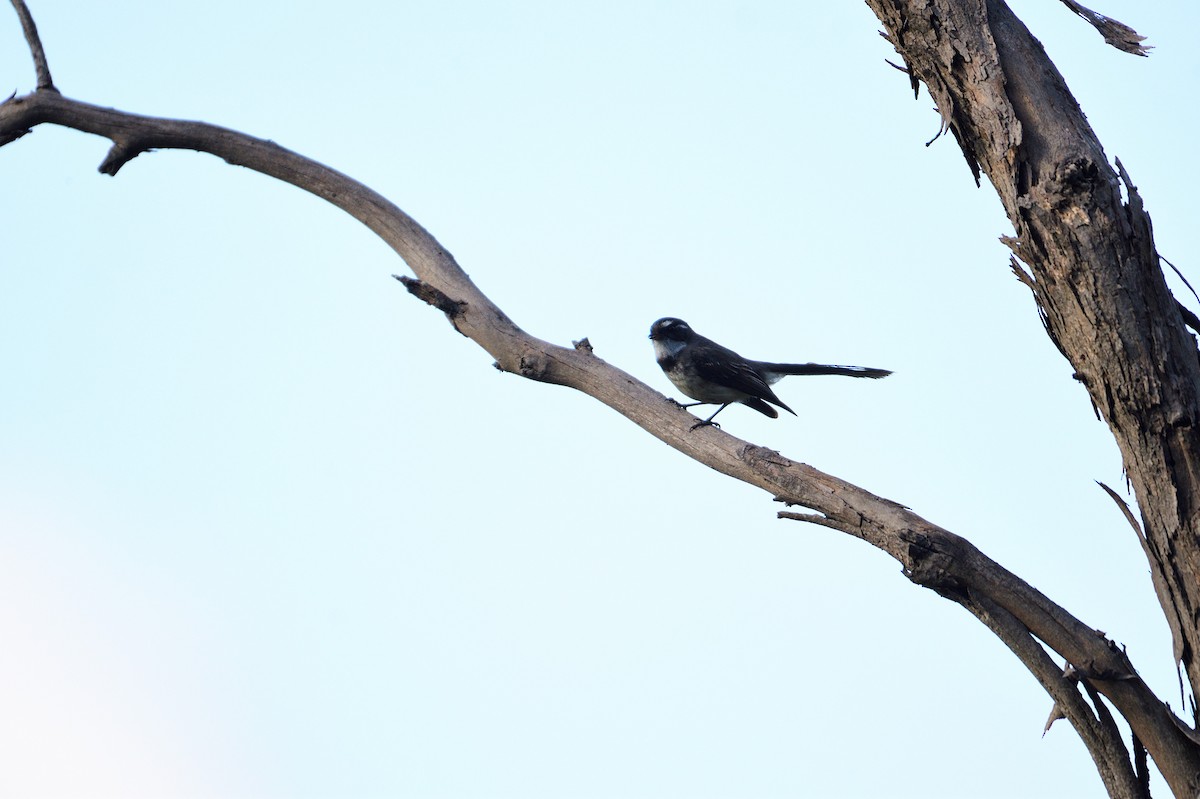 Gray Fantail - ML499272791