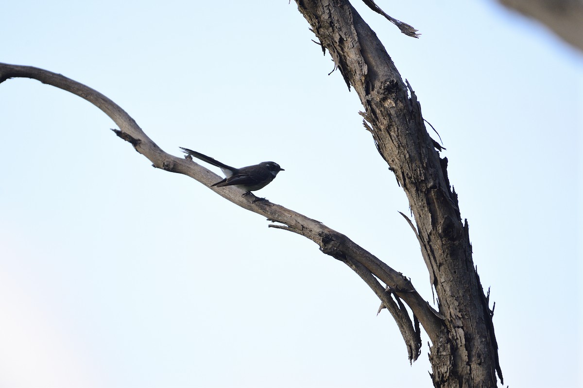 Gray Fantail - ML499272971