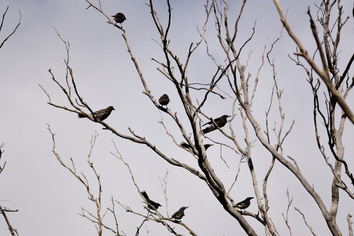 Pied Currawong - ML499273031