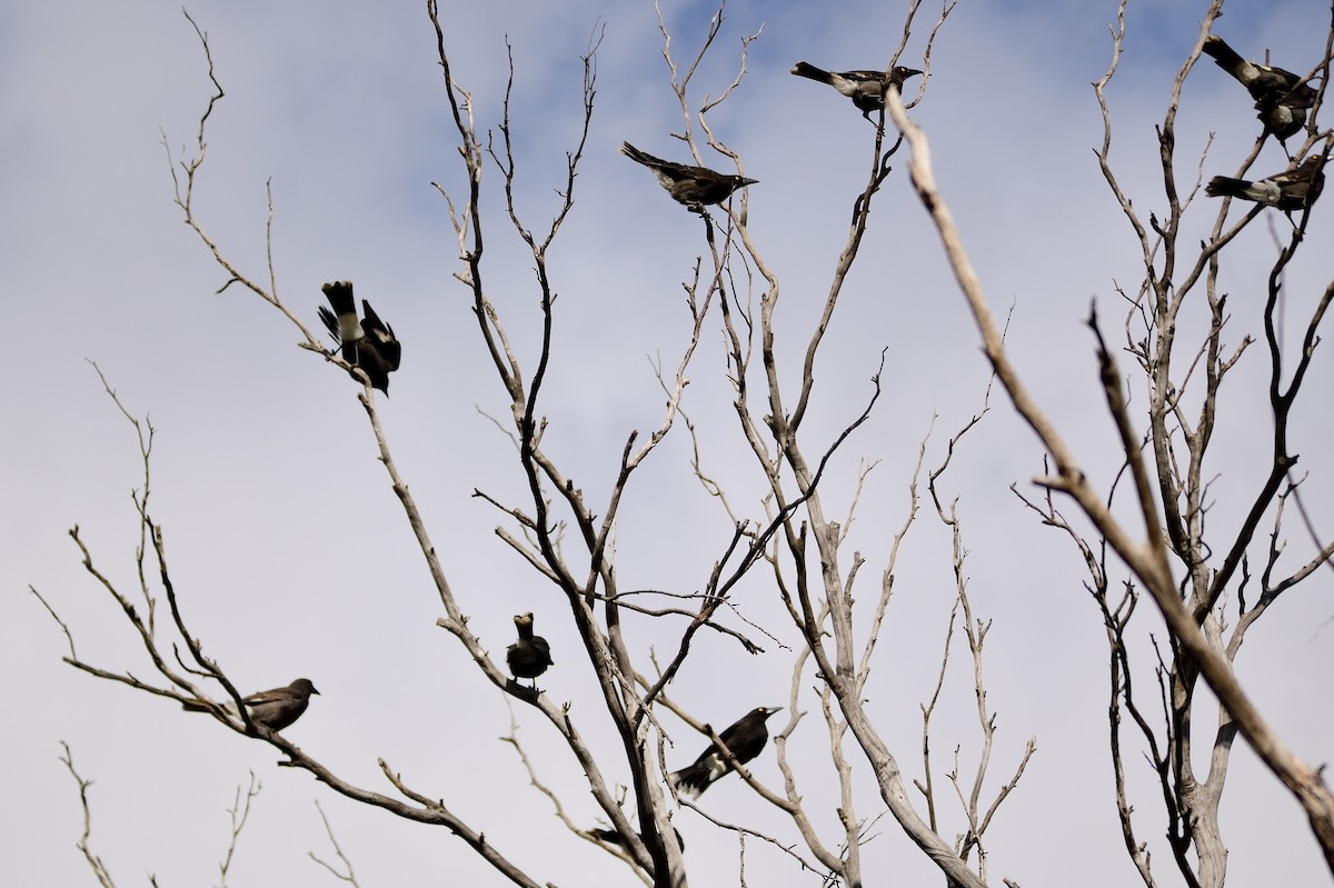 Pied Currawong - ML499273041