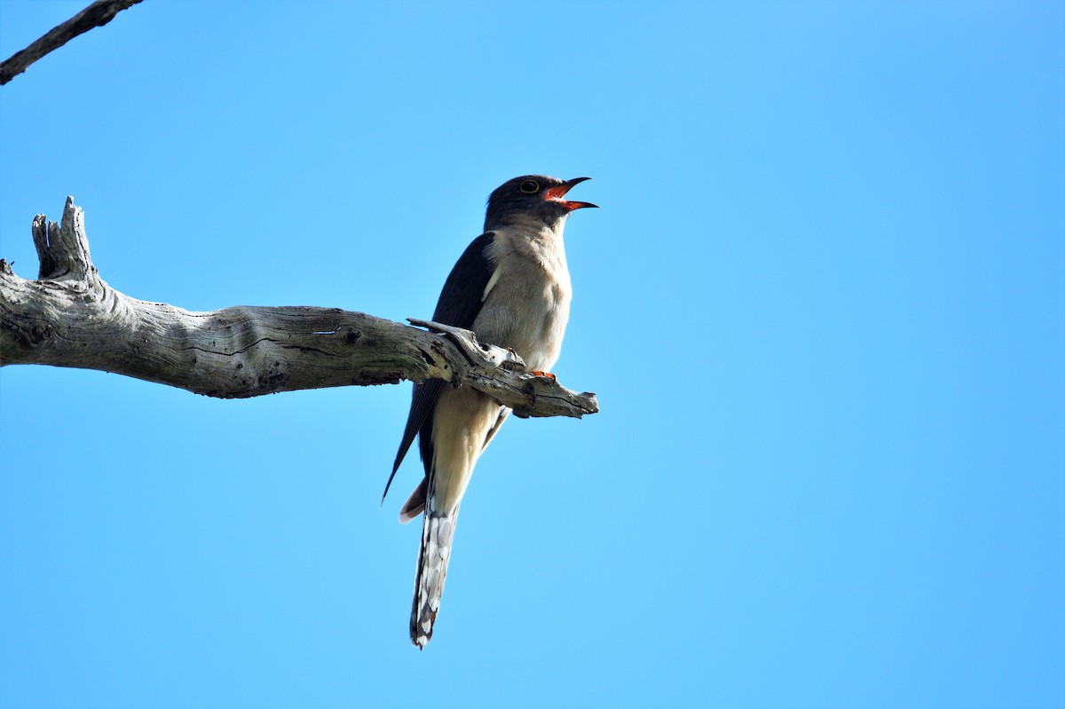 Fan-tailed Cuckoo - ML499273071