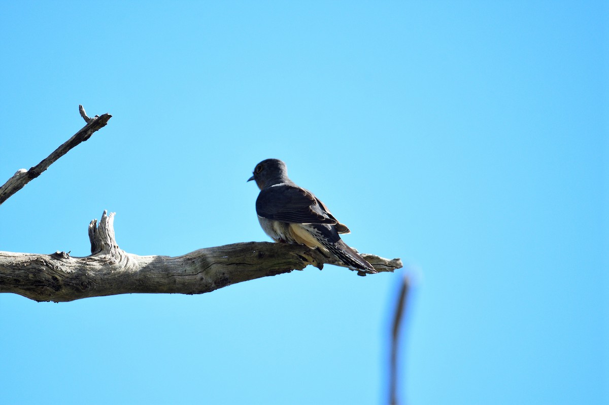 Fan-tailed Cuckoo - ML499273121