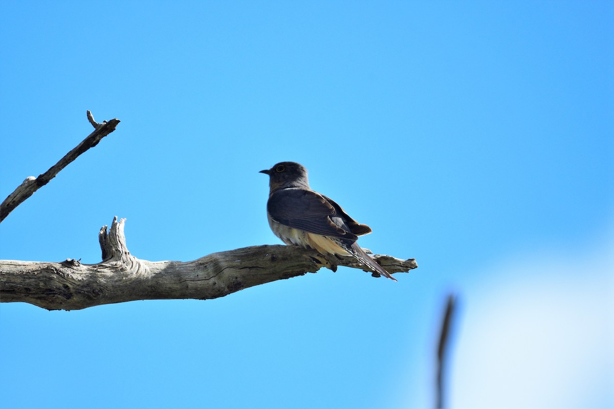 Fan-tailed Cuckoo - ML499273201