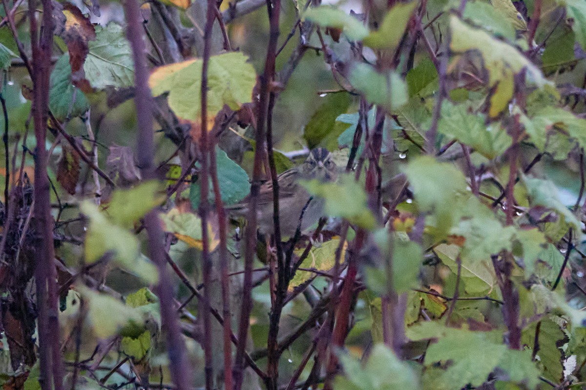 Swamp Sparrow - ML499274761