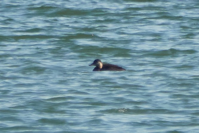 Black Scoter - ML499275041