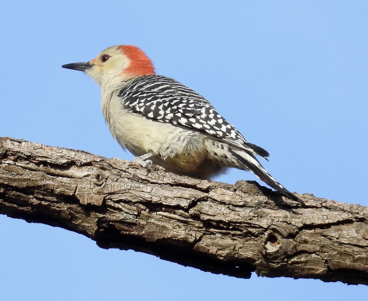 Red-bellied Woodpecker - ML499276011