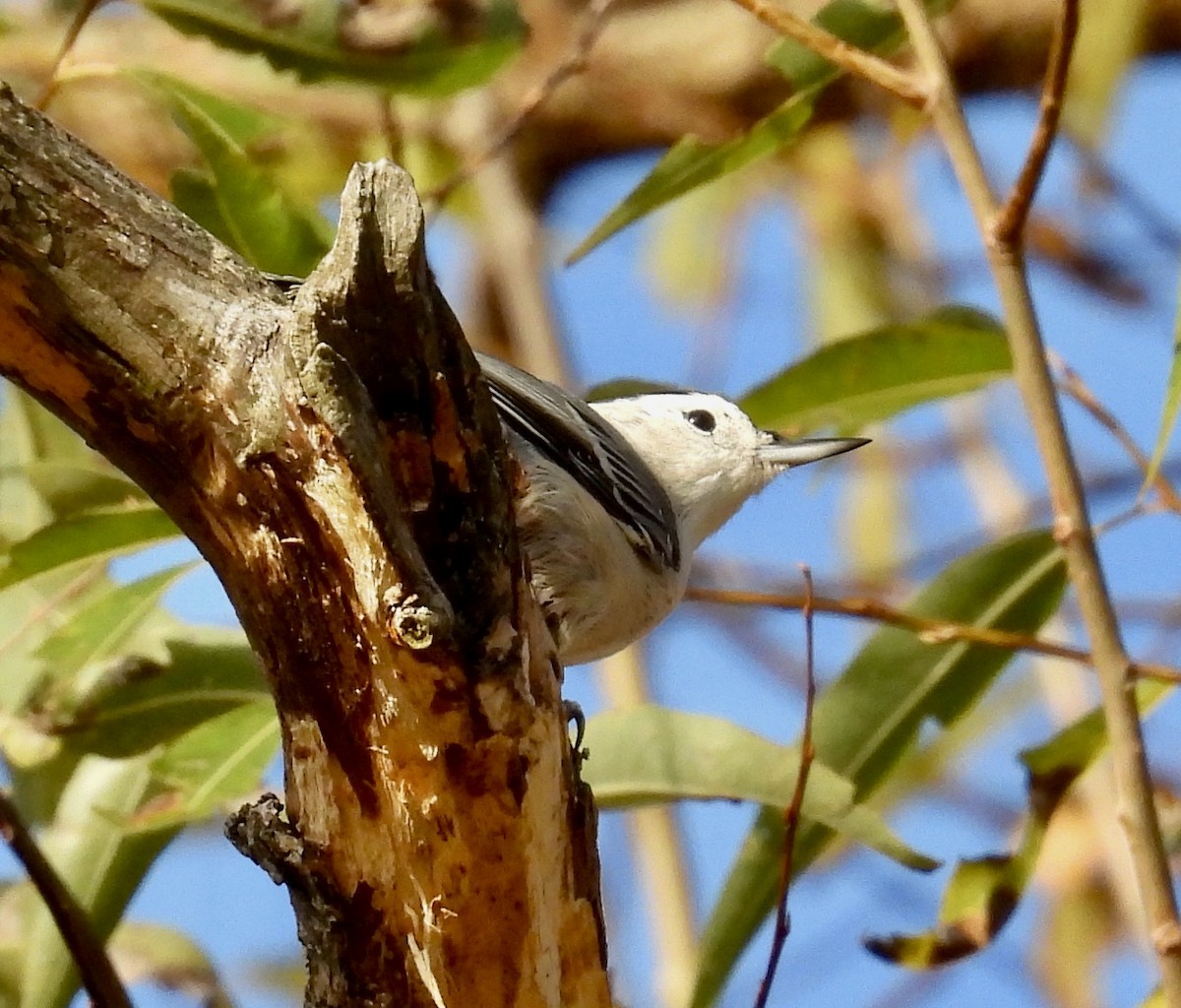 White-breasted Nuthatch - ML499276171