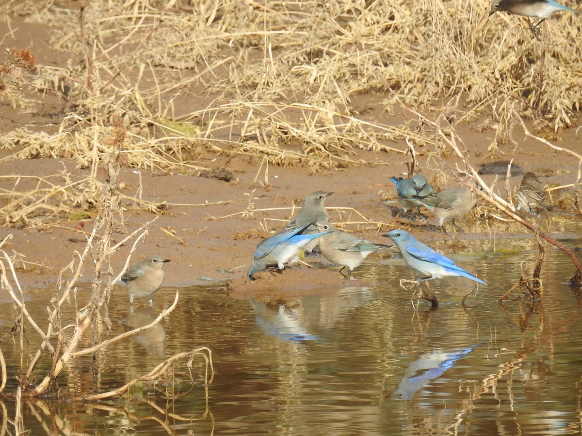 Mountain Bluebird - ML499276351