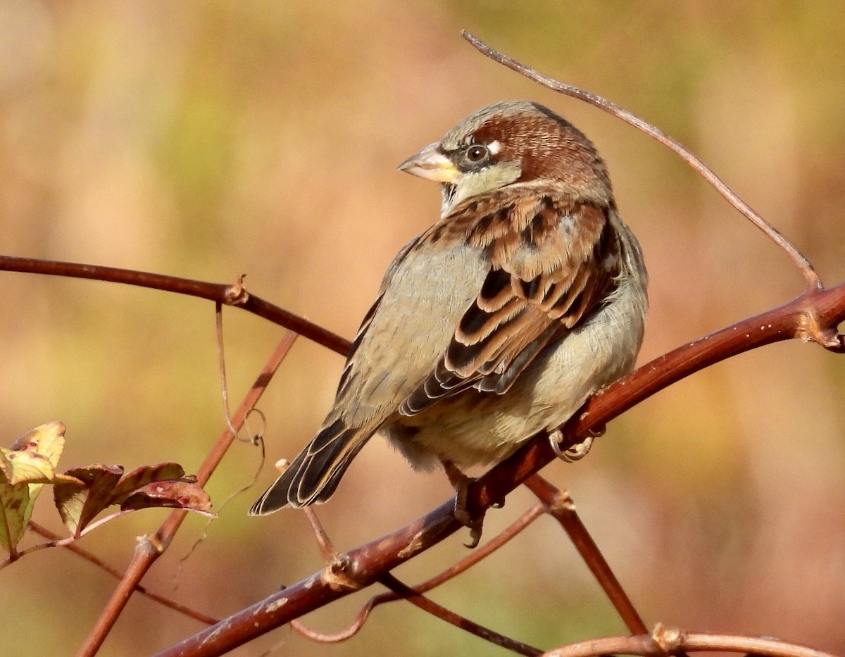 House Sparrow - ML499276371