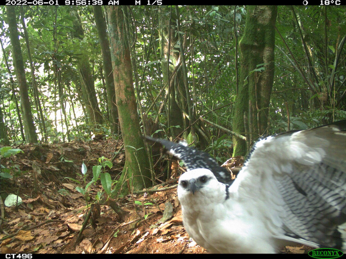 káně pralesní - ML499277661