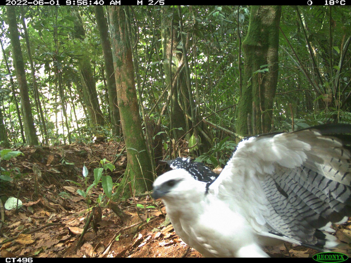 káně pralesní - ML499277731